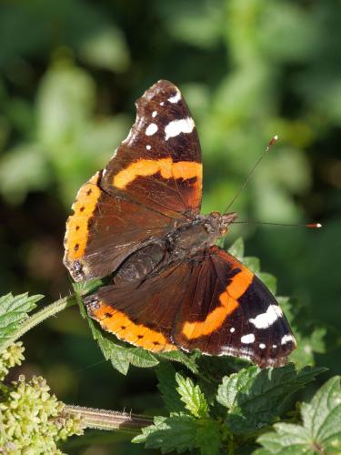 Réf. 290 681 : Vanessa atalanta